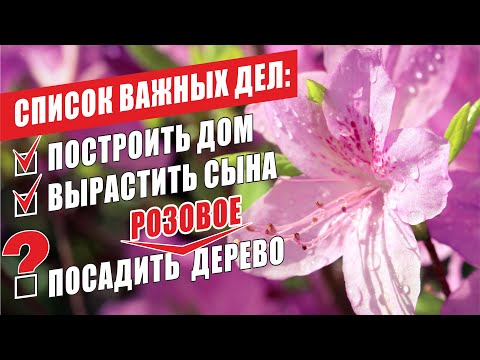 Видео: РОДОДЕНДРОНЫ. ОБЗОР СОРТОВ. СЕКРЕТЫ И ОШИБКИ УХОДА. RHODODENDRONS. VARIETIES. SECRETS AND ERRORS.