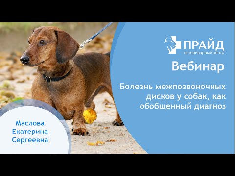Видео: Болезнь межпозвонковых дисков у собак, как обобщенный диагноз.
