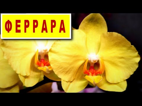 Видео: ФЕРРАРА Фаленопсис Anthura FERRARA. МОЙ СОЛНЕЧНЫЙ С ВОЛАНОМ и АРОМАТОМ! ОПИСАНИЕ, ОСОБЕННОСТИ УХОДА!