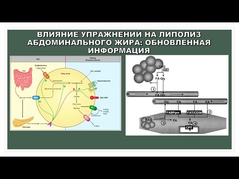 Видео: лекция: ВЛИЯНИЕ УПРАЖНЕНИЙ НА ЛИПОЛИЗ АБДОМИНАЛЬНОГО ЖИРА: ОБНОВЛЕННАЯ ИНФОРМАЦИЯ