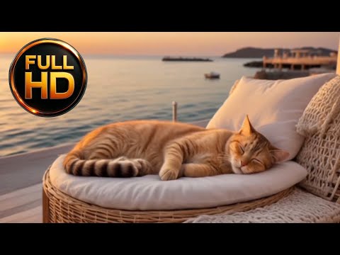 Видео: Котик на пляже и закат 🌅 | Cat on the Beach and Sunset 🌅