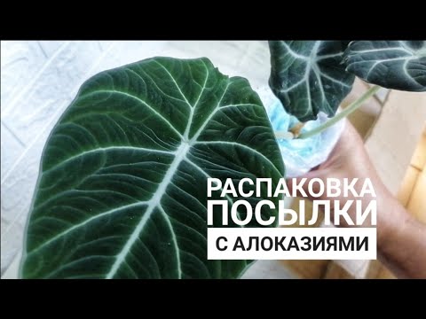 Видео: Распаковка посылки с алоказиями, Блек Вельвет, Сильвер Дракон и Коразон