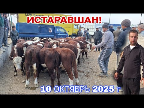 Видео: ИСТАРАВШАН! РАФТАМ  БУКАЧАХОИ ГРЕФОРД ДАРОМАДАСТ...#rek #khujand #rekomendasi 