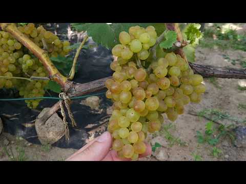 Видео: Кишмиш 342, Кишмиш венгерский сверхранний