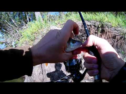 Видео: День 3, 4 и 5  Рыбалка на спиннинг в г  Новосибирск  Ловля щуки, судака, окуня