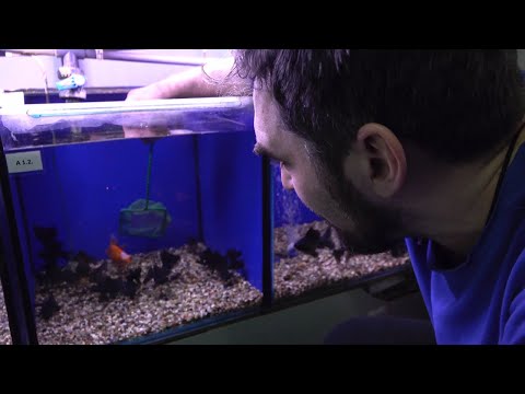 Видео: Друг для Золотой Рыбки