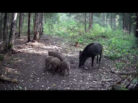 Видео: Фотоловушка простояла 3 недели в лесу! Кто посетил?