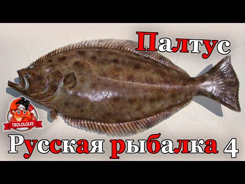 Видео: Русская рыбалка 4 Палтус после обновления Норвежское море фарм