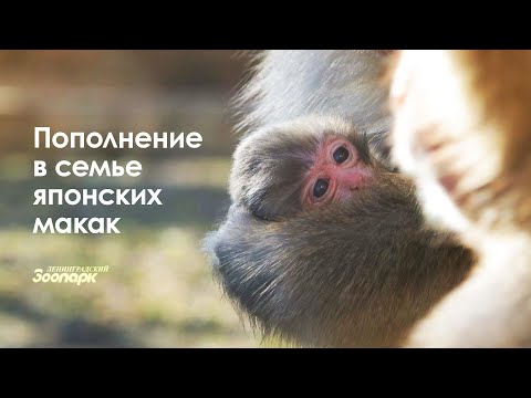 Видео: Детёныш японских макак родился в Ленинградском зоопарке!