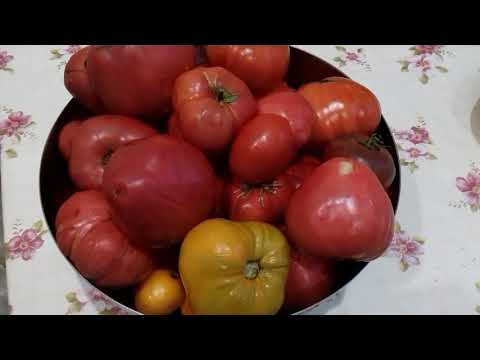 Видео: Что я делаю из перезревших помидор .