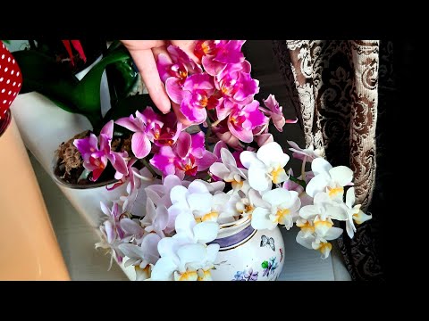 Видео: Почему я срезаю цветоносы у обильно цветущих орхидей?Главный секрет успешной реанимации орхидеи.