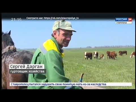 Видео: Дмитриевские племенные герефорды ставропольского края агровести