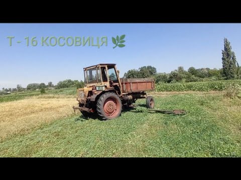 Видео: Т-16 🚜 Третій укіс люцерни🍀