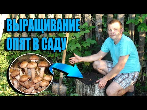 Видео: КАК ВЫРАСТИТЬ ОПЯТА В САДУ? ВНИМАНИЕ!!! ВИД ОПЕНОК ОСЕННИЙ ПАРАЗИТ И МОЖЕТ УНИЧТОЖИТЬ ВСЕ ДЕРЕВЬЯ