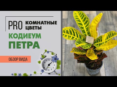 Видео: Комнатное растение Кодиеум  или Кротон сорта Петра | Правильный уход за кротоном