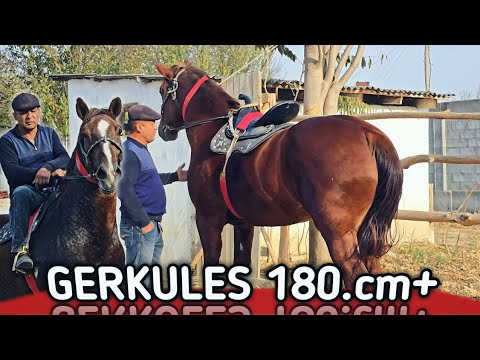 Видео: БАЙ БАЙ ОТНИ КУРИНГ МИНГ ОТНИ ИЧИДА СИНАБ ОЛСИН.. 180.см+ GERKULES OT SOTILADI..#Rek #horse #Youtune