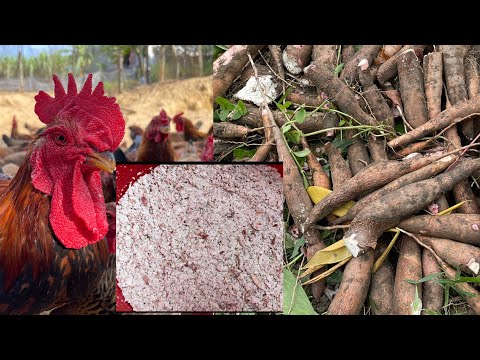 Видео: Сбор маниоки - Как ферментировать маниоку для скота и птицы - птицеводство