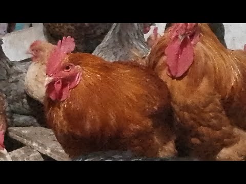 Видео: Мои рассказы про кур | работает 100 процентов!! Лечение и кормление кур 🌹🐣