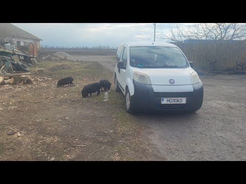 Видео: Придбали корів на фермі яку розпродують