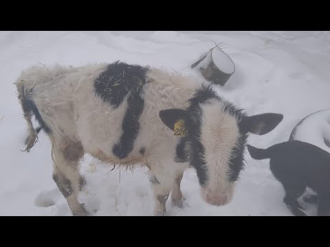 Видео: Бычек не растёт. Что делать? Давайте поможем советом