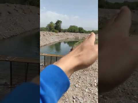 Видео: Чекилдектеги Балык чарба