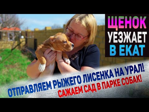 Видео: Как назвали Лисенка новые хозяева из Екатеринбурга? Мы купили плодовые деревья в наш парк собак.