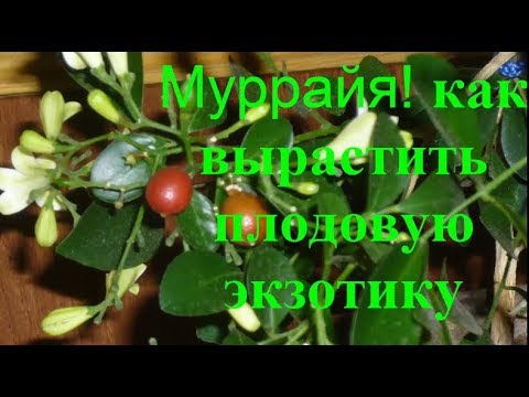 Видео: Муррайя Цветущая  все Секреты Опыт Уход Польза ягод Паникулата  murraya care planting growing осень