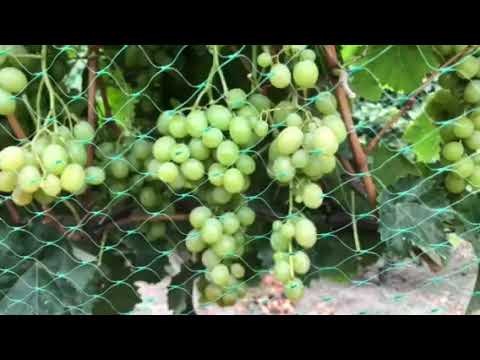 Видео: Виноград Шайн Мускат