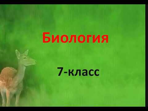 Видео: Сүт эмүүчүлөрдүн сырткы жана ички түзүлүшү.