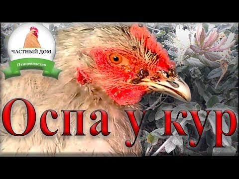 Видео: Оспа у кур  Наглядное подробное лечение болезни