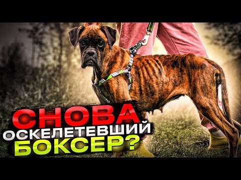Видео: Снова скелет Боксёр с хроническим пироплазмозом😱 | Вся жёлтая,  печень сильно пострадала