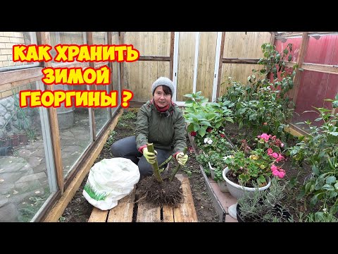 Видео: Простой способ СОХРАНИТЬ ГЕОРГИНЫ до весны и даже до лета!