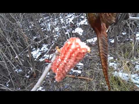 Видео: проверка подъемных петель УДАЧНО mp4