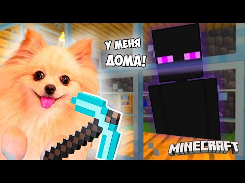 Видео: ЭНДЕРМЕН У МЕНЯ ДОМА! ПОСАДИЛА ЕГО В АКВАРИУМ В МАЙНКРАФТ ! MINECRAFT