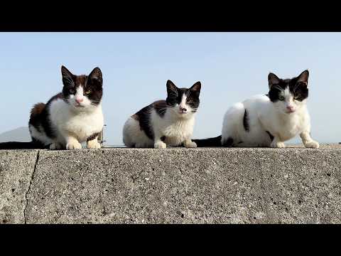 Видео: Смешные кошки!! Ночное путешествие на японский остров кошек!! | Sanagi Island🐈