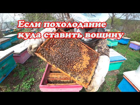 Видео: КАК РАСШИРИТЬ ПЧЕЛИННУЮ СЕМЬЮ ВОЩИНОЙ РАННЕЙ ВЕСНОЙ НА ЦВЕТЕНИЕ САДОВЫХ