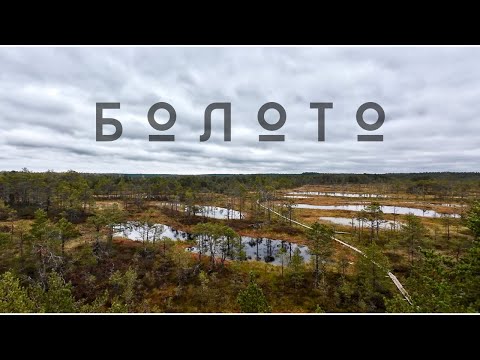Видео: Вот почему все едут сюда | Болото Viru Raba.