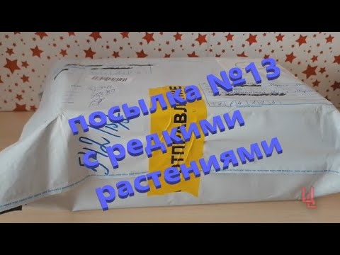 Видео: распаковка посылки №13 с комнатными растениями | комнатные растения почтой |пополнение коллекции