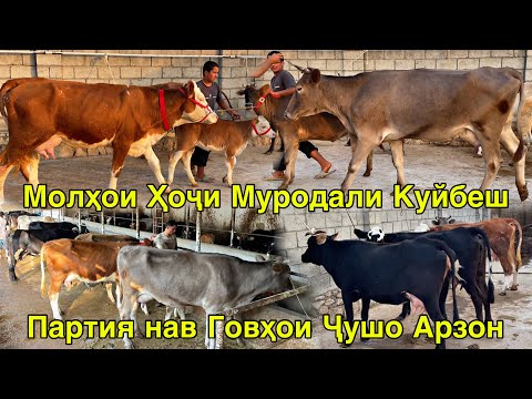 Видео: МОЛҲОИ ҲОҶИ МУРОДАЛИ А.ҶОМИ ГОВҲОИ НАВ ОВАРД АРЗОН 20 октября 2025 г.