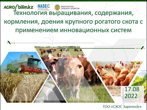 Видео: Технология выращивания, содержания, кормления, доения крупного рогатого скота