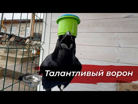 Видео: Трюки в небе от Гоши - день полетов. У нас появился камень!