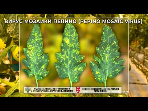 Видео: Вирус мозаики пепино (Pepino mosaic virus)