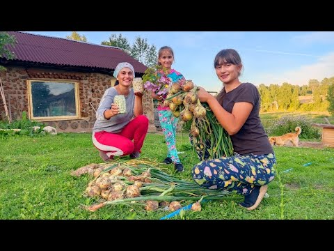 Видео: Собрали урожай лука и приготовили мождей для картофеля