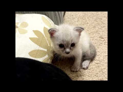 Видео: HERONWATER - ЗАВИСИМ (SLOWED + REVERB)