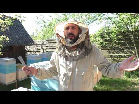 Видео: Как заставить пчёл подняться в магазин ???