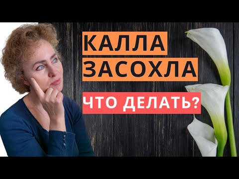 Видео: КАЛЛА в период покоя, когда выкапывать и как хранить