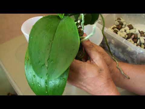 Видео: ПЕРЕСАДКА ОРХИДЕИ с КОРНЯМИ СКВОЗЬ ДНО и насекомыми в грунте