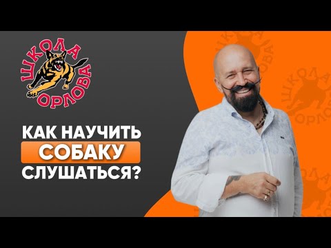 Видео: Как научить собаку слушаться?