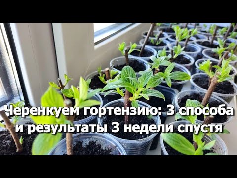 Видео: Черенкование гортензии 3 способами | Результаты черенкования гортензий 3 недели спустя