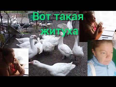 Видео: Планировала бизнес Делать деньги Хозяйство/заказала корм/обстоятельства такие/жизнь в Приднестровье/
